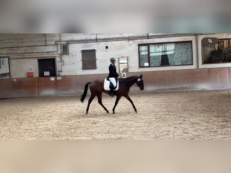 Pur-sang anglais Hongre 5 Ans 160 cm Bai in Zweibr&#xFC;cken