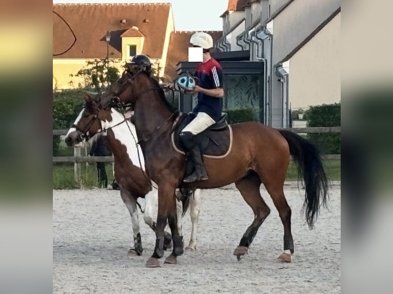 Pur-sang anglais Hongre 5 Ans 162 cm Bai brun in Triel-sur-Seine