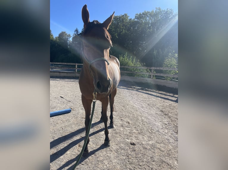 Pur-sang anglais Hongre 5 Ans 164 cm Bai in Seeham