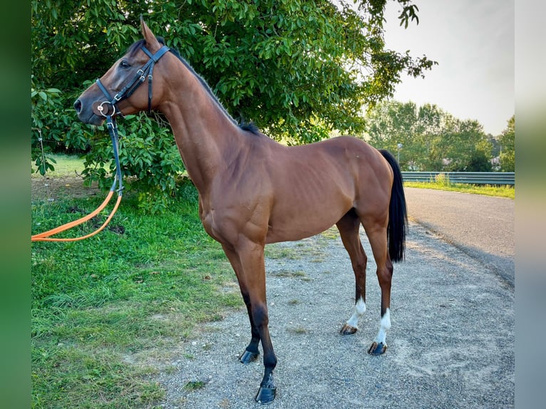 Pur-sang anglais Hongre 5 Ans 164 cm in Rastatt