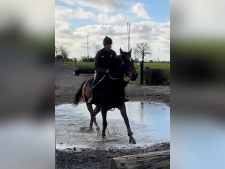 Pur-sang anglais Hongre 5 Ans 165 cm Bai cerise in Westmeath