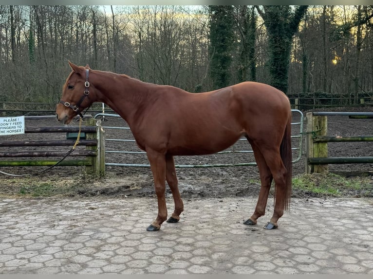 Pur-sang anglais Hongre 5 Ans 166 cm Alezan in Hamburg Lemsahl-MellingstedtHamburg