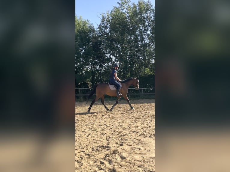 Pur-sang anglais Hongre 5 Ans 166 cm Bai in Saint-Porchaire