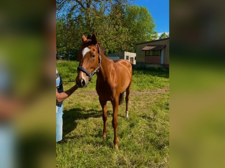 Pur-sang anglais Hongre 5 Ans 168 cm Alezan in Wendemark