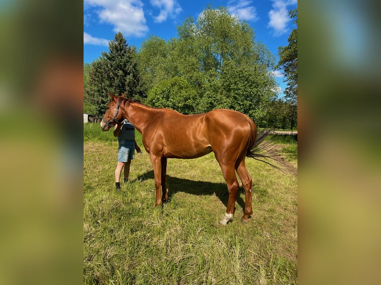 Pur-sang anglais Hongre 5 Ans 168 cm Alezan in Wendemark