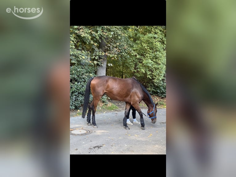Pur-sang anglais Hongre 5 Ans 168 cm Bai in Erftstadt