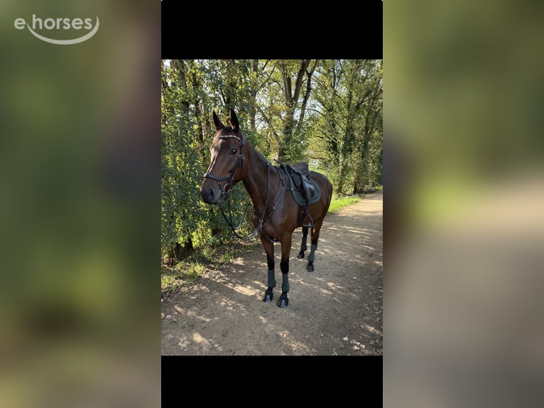 Pur-sang anglais Hongre 5 Ans 168 cm Bai in Erftstadt
