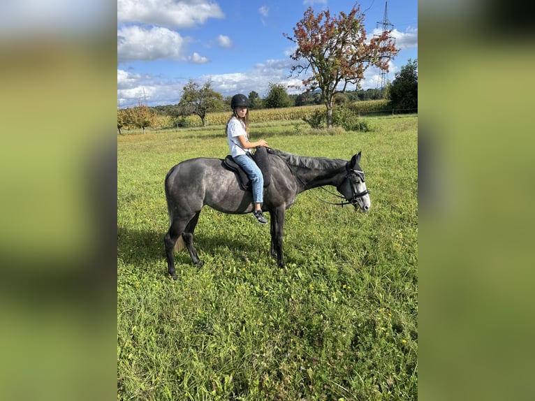 Pur-sang anglais Hongre 5 Ans 169 cm Gris pommelé in Iffezheim