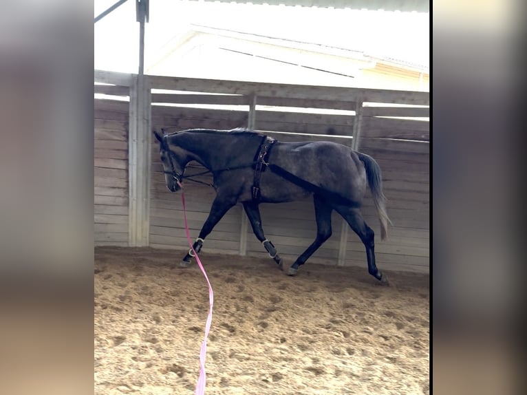 Pur-sang anglais Hongre 5 Ans 169 cm Gris pommelé in Iffezheim