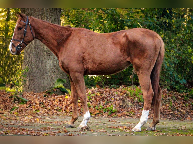 Pur-sang anglais Hongre 5 Ans 170 cm Alezan in Tubbergen