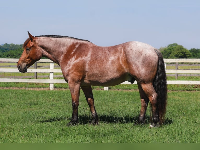 Pur-sang anglais Croisé Hongre 5 Ans 173 cm Roan-Bay in Littlestown