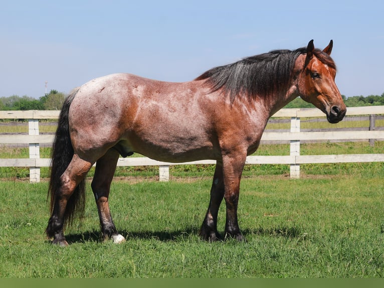 Pur-sang anglais Croisé Hongre 5 Ans 173 cm Roan-Bay in Littlestown