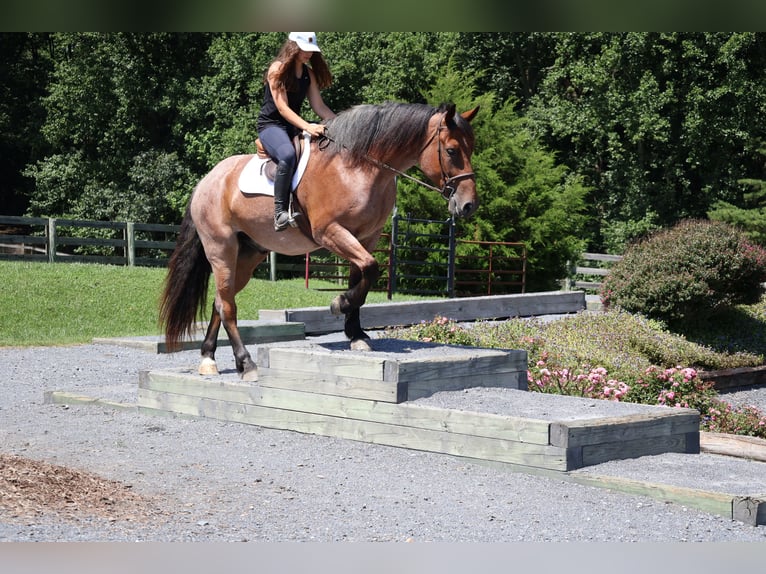 Pur-sang anglais Croisé Hongre 5 Ans 173 cm Roan-Bay in Littlestown