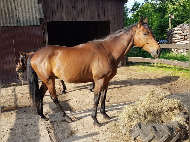 Pur-sang anglais Hongre 6 Ans 159 cm Bai brun in Gnarrenburg