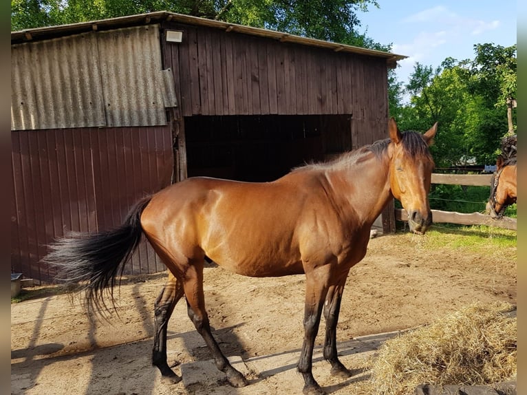 Pur-sang anglais Hongre 6 Ans 159 cm Bai brun in Gnarrenburg