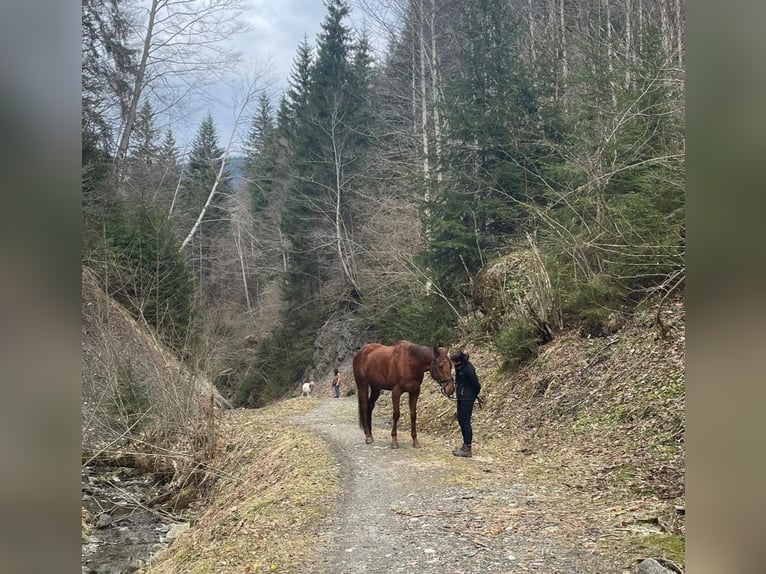 Pur-sang anglais Hongre 6 Ans 160 cm Alezan in Oberau