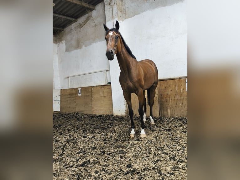 Pur-sang anglais Hongre 6 Ans 160 cm Bai in Pulsnitz