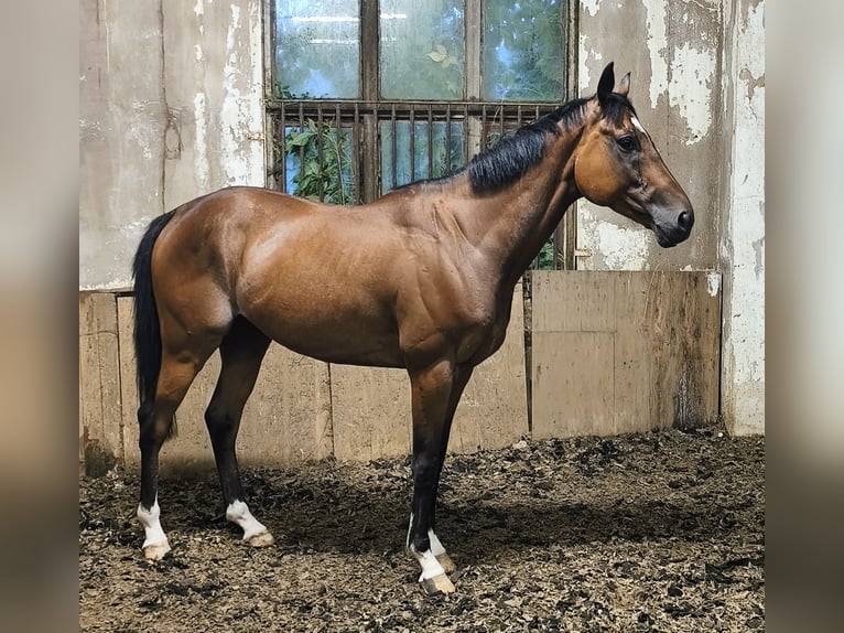 Pur-sang anglais Hongre 6 Ans 160 cm Bai in Pulsnitz