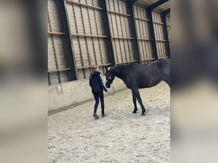 Pur-sang anglais Hongre 6 Ans 162 cm Bai brun foncé in Schagen