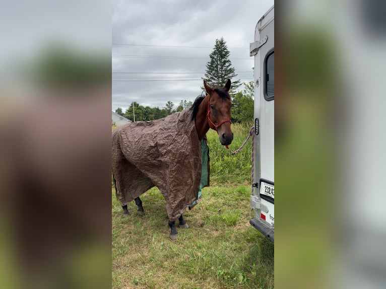 Pur-sang anglais Hongre 6 Ans 162 cm Bai cerise in West Burke