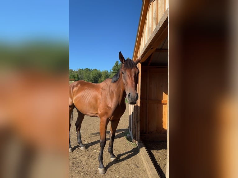 Pur-sang anglais Hongre 6 Ans 163 cm Bai cerise in West Burke