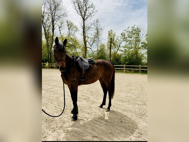 Pur-sang anglais Hongre 6 Ans 163 cm Bai in Wangerland