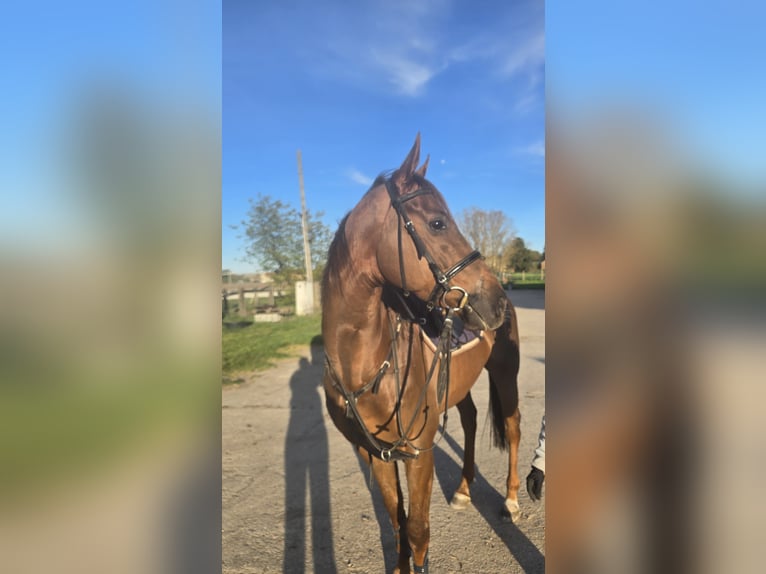 Pur-sang anglais Hongre 6 Ans 164 cm Alezan brûlé in Am Mellensee