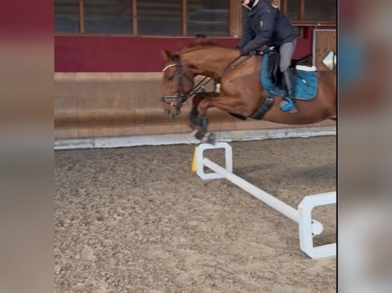 Pur-sang anglais Hongre 6 Ans 165 cm Alezan in Coswig
