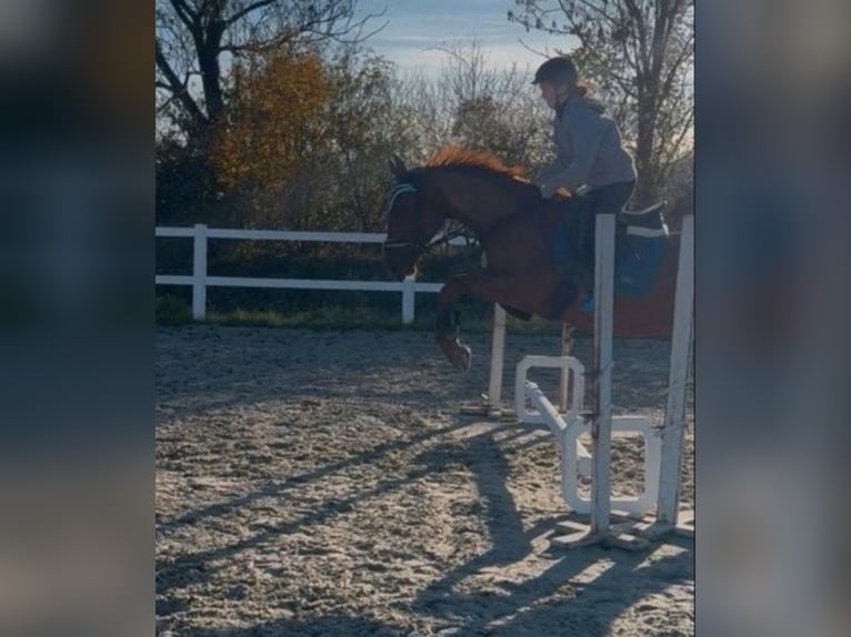 Pur-sang anglais Hongre 6 Ans 165 cm Alezan in Coswig