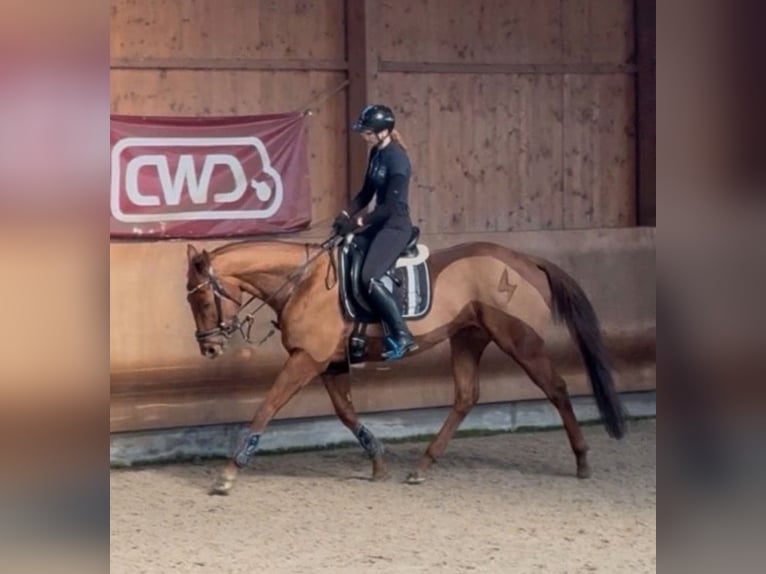 Pur-sang anglais Hongre 6 Ans 165 cm Alezan in Coswig