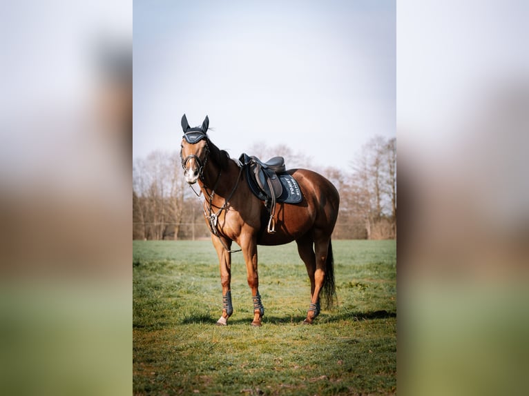 Pur-sang anglais Hongre 6 Ans 165 cm Alezan in Löningen