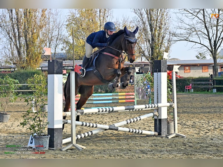 Pur-sang anglais Hongre 6 Ans 165 cm Bai brun in Torino