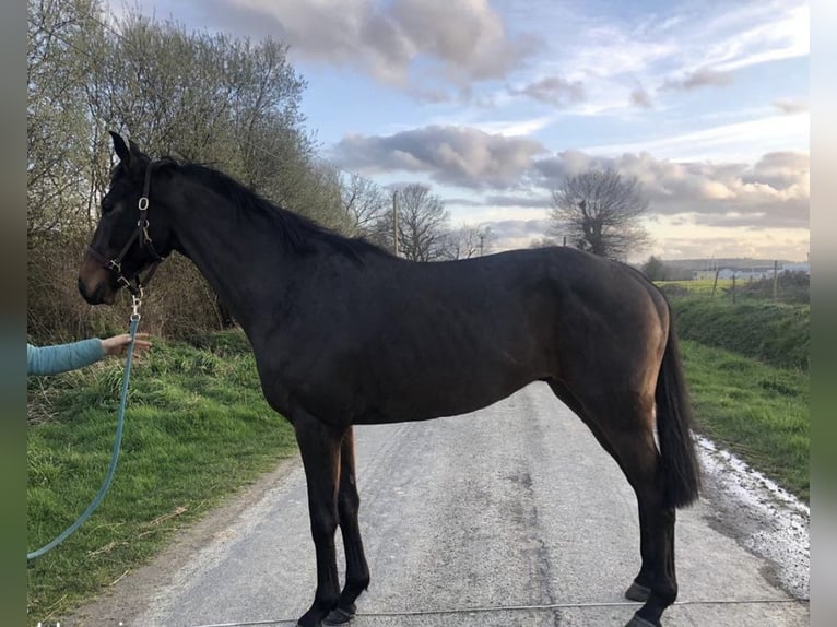 Pur-sang anglais Hongre 6 Ans 165 cm Bai brun foncé in Reux