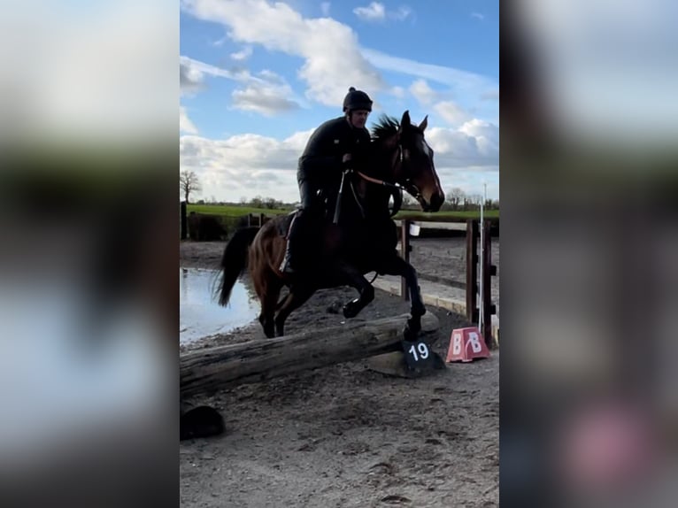 Pur-sang anglais Hongre 6 Ans 165 cm Bai cerise in Westmeath