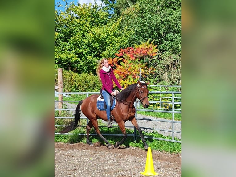 Pur-sang anglais Hongre 6 Ans 165 cm Bai in Hundsbach