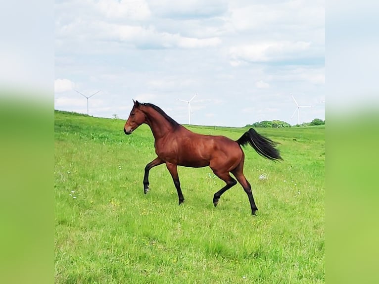 Pur-sang anglais Hongre 6 Ans 165 cm Bai in Hundsbach