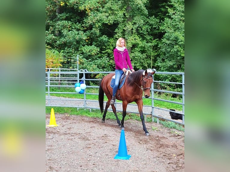 Pur-sang anglais Hongre 6 Ans 165 cm Bai in Hundsbach