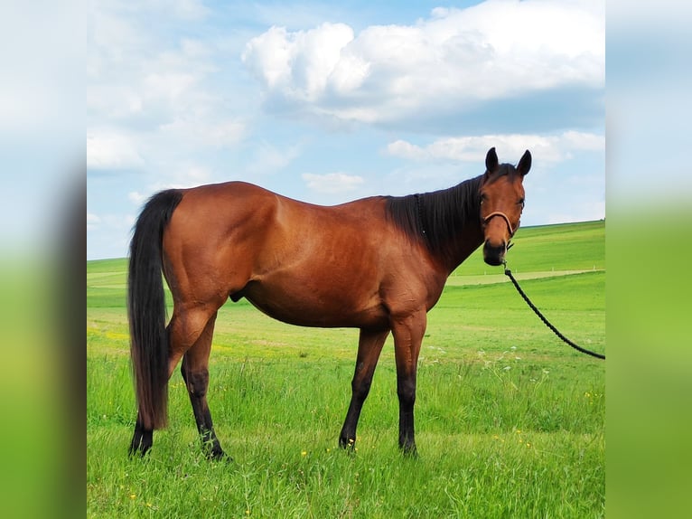 Pur-sang anglais Hongre 6 Ans 165 cm Bai in Hundsbach