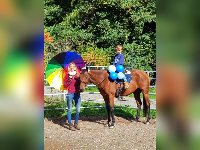 Pur-sang anglais Hongre 6 Ans 165 cm Bai in Hundsbach