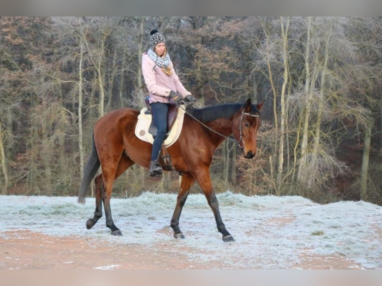 Pur-sang anglais Hongre 6 Ans 165 cm Bai in Hundsbach