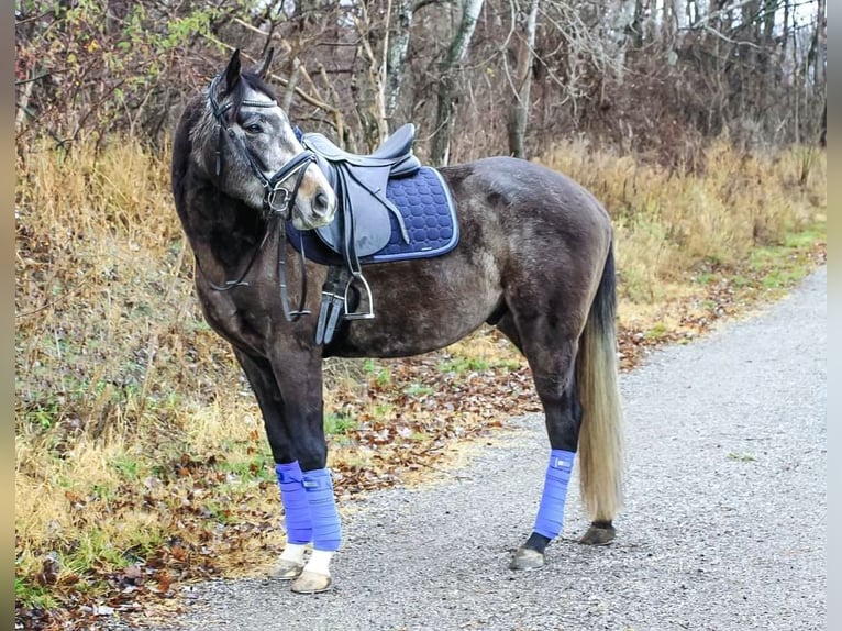 Pur-sang anglais Hongre 6 Ans 165 cm Peut devenir gris in Oberpullendorf