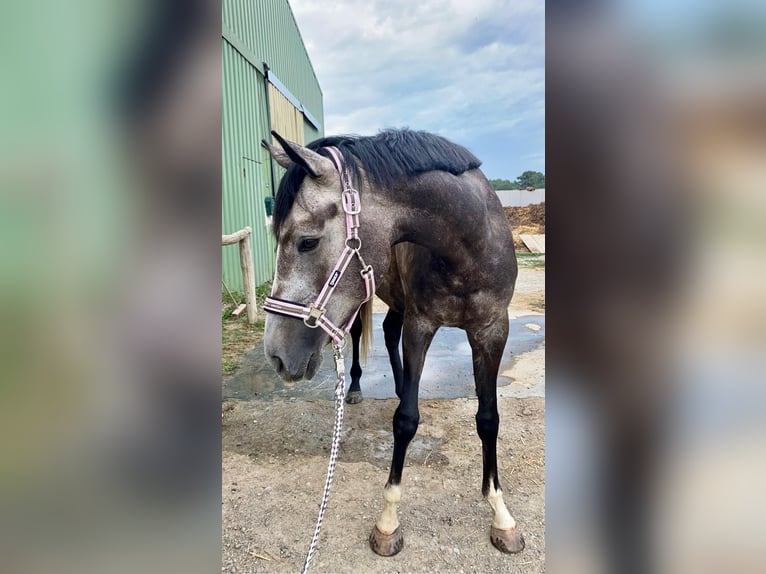 Pur-sang anglais Hongre 6 Ans 165 cm Peut devenir gris in Oberpullendorf