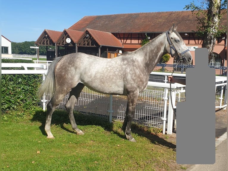 Pur-sang anglais Hongre 6 Ans 166 cm Gris in Schweighofen