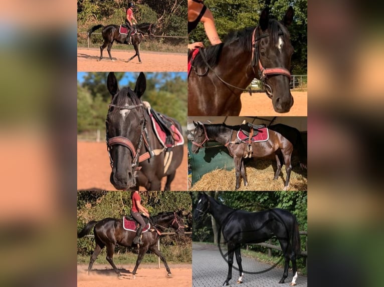 Pur-sang anglais Hongre 6 Ans 166 cm Noir in Saarbrücken