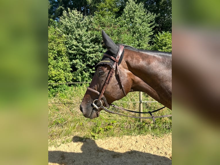 Pur-sang anglais Hongre 6 Ans 167 cm Bai brun in Leuggern