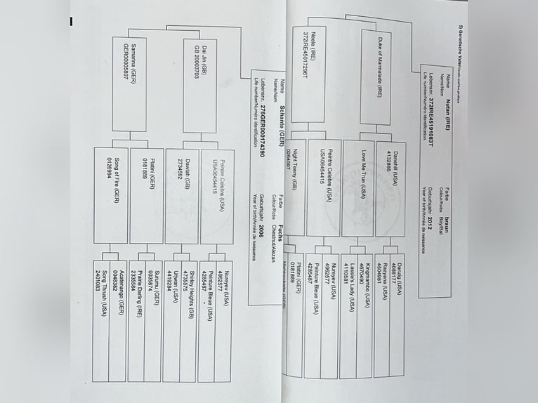 Pur-sang anglais Hongre 6 Ans 168 cm Alezan in Bickenriede