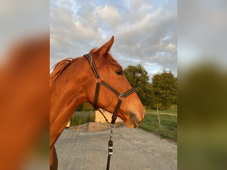 Pur-sang anglais Hongre 6 Ans 172 cm Alezan in Pau