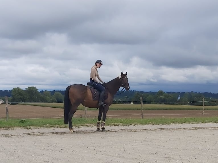 Pur-sang anglais Hongre 7 Ans 159 cm Bai brun foncé in Marchtrenk