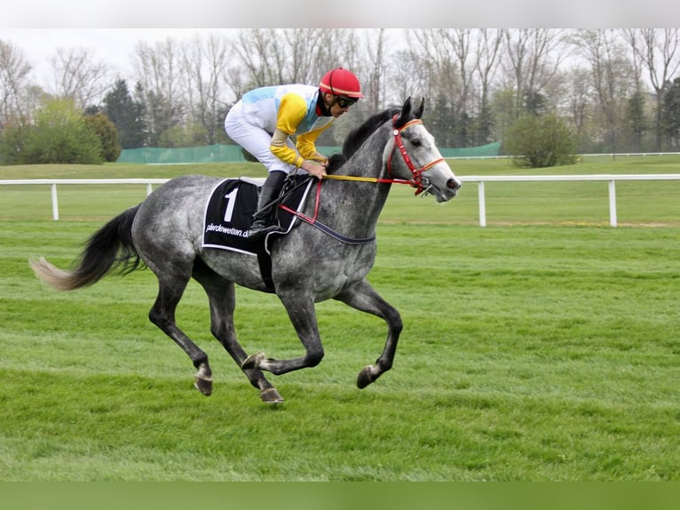 Pur-sang anglais Hongre 7 Ans 160 cm Gris in München