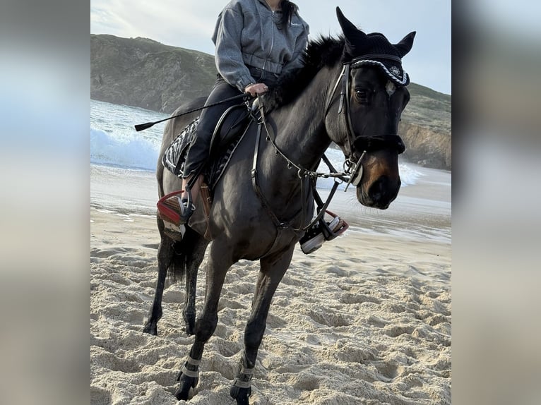 Pur-sang anglais Hongre 7 Ans 162 cm Bai brun in Narón